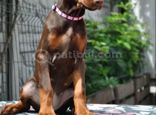 King Boy Kızıl Doberman Yavru görsel