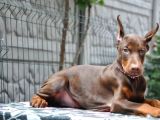 King boy kızıl doberman yavru