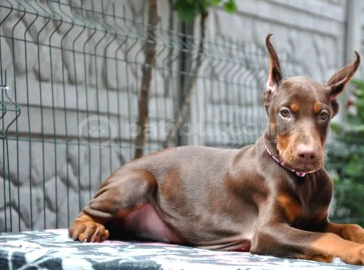 King Boy Kızıl Doberman Yavru
