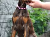 King Boy Kızıl Doberman Yavru
