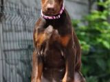 King Boy Kızıl Doberman Yavru