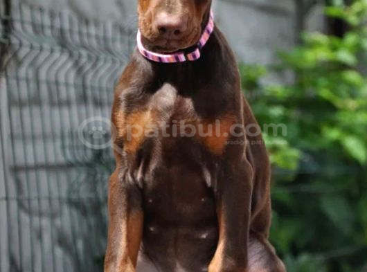 King Boy Kızıl Doberman Yavru görsel