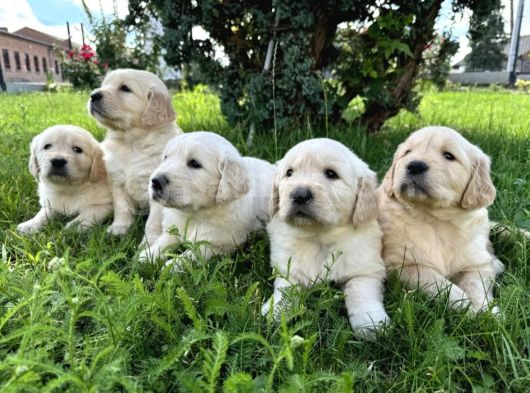 Küt Burun Bebek Yüzlü Golden Yavrular görsel