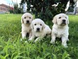 Küt Burun Bebek Yüzlü Golden Yavrular