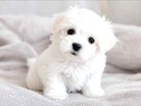 Maltese terrier yavru aşıları tam harika yavrular