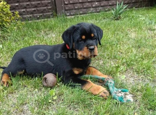 Koca kafa macar rottweiler yavrular