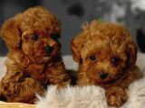 Toy Poodle Irkının En Güzeli Mükemmel Yavrular