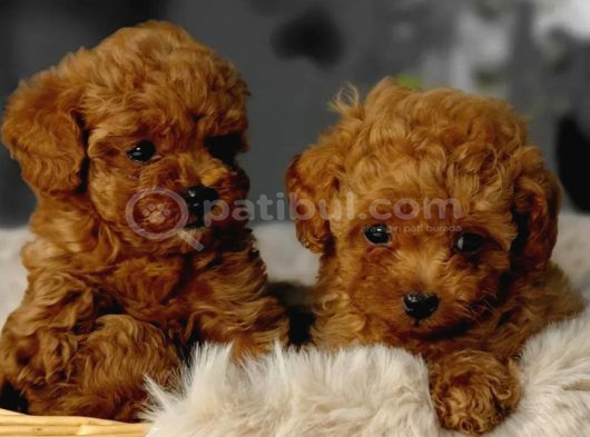 Toy Poodle Irkının En Güzeli Mükemmel Yavrular görsel