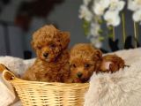 Toy Poodle Irkının En Güzeli Mükemmel Yavrular