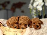 Toy Poodle Irkının En Güzeli Mükemmel Yavrular
