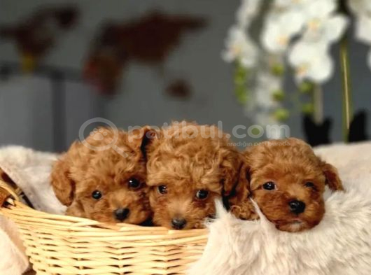Toy Poodle Irkının En Güzeli Mükemmel Yavrular görsel