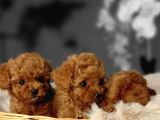 Toy Poodle Irkının En Güzeli Mükemmel Yavrular