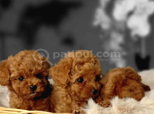 Toy Poodle Irkının En Güzeli Mükemmel Yavrular görsel