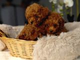 Toy Poodle Irkının En Güzeli Mükemmel Yavrular