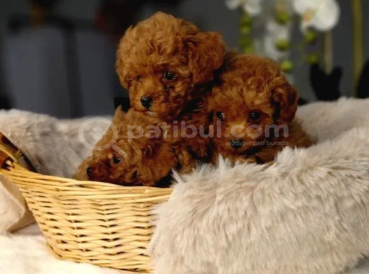 Toy Poodle Irkının En Güzeli Mükemmel Yavrular görsel