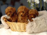Toy poodle ırkının en güzeli mükemmel yavrular