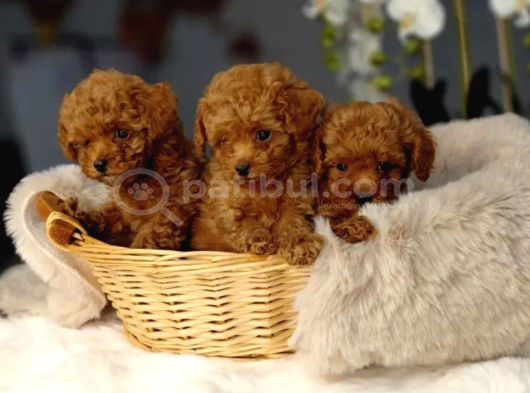 Toy Poodle Irkının En Güzeli Mükemmel Yavrular