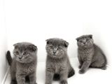 Scottish fold blue yavrular