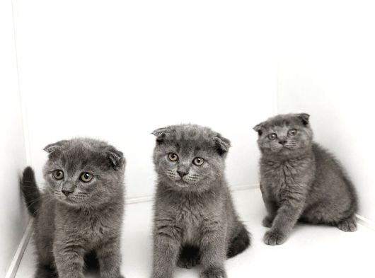 Scottish Fold Blue Yavrular
