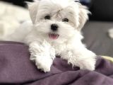 MALTESE TERRİER CİNSİ YAVRULAR