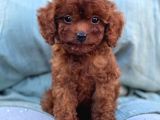 TOY POODLE SEVİMLİ YAVRULAR EV ÜRETİMİ