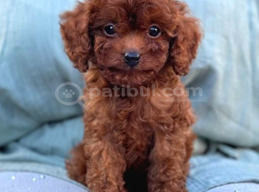 Toy Poodle Sevi̇mli̇ Yavrular Ev Üreti̇mi̇