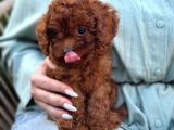 Toy Poodle Sevi̇mli̇ Yavrular Ev Üreti̇mi̇