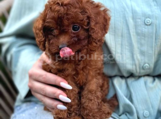 Toy Poodle Sevi̇mli̇ Yavrular Ev Üreti̇mi̇ görsel