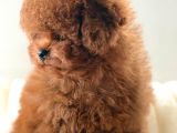 Apple Face Red Poodle
