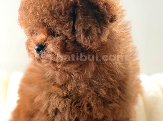 Apple face red poodle
