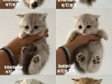 Safkan Seçereli British Shorthair