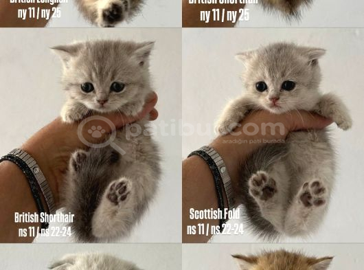 Safkan Seçereli British Shorthair görsel