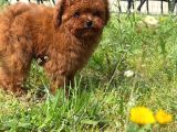 Apple Face Red Poodle