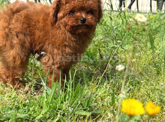 Apple Face Red Poodle görsel