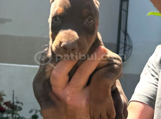 A Kalite Doberman görsel