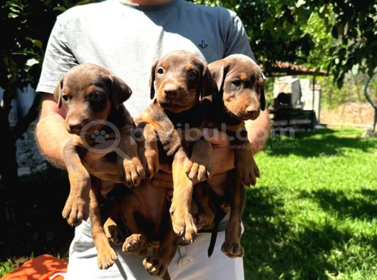 A Kalite Doberman görsel