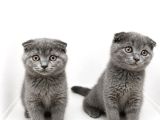 Scottish Fold Blue Yavrular