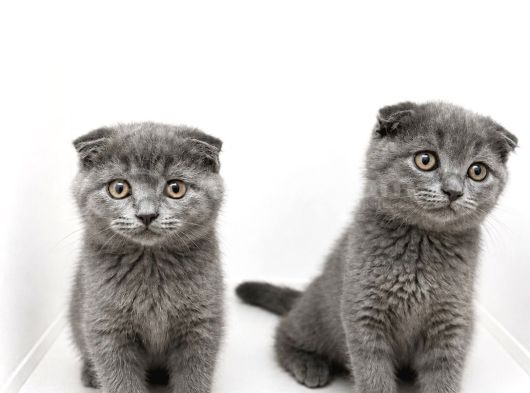 Scottish Fold Blue Yavrular görsel