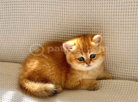 Safkan Golden Ny 12  Zümrüt Yeşili Gözlü Dişi Bebek görsel