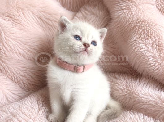 British Shorthair Bebeklerimiz