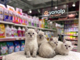 VONALP PET GARANTISIYLE EFSANE GÜZELLİKTE BRİTİSH SHORTHAİR