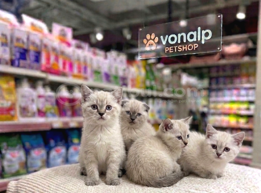 Vonalp Pet Garantisiyle Efsane Güzelli̇kte Bri̇ti̇sh Shorthai̇r