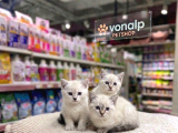 Vonalp Pet Garantisiyle Efsane Güzelli̇kte Bri̇ti̇sh Shorthai̇r