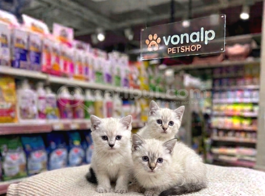 Vonalp Pet Garantisiyle Efsane Güzelli̇kte Bri̇ti̇sh Shorthai̇r görsel