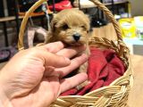 Tatlı Maltipoo Bebekler