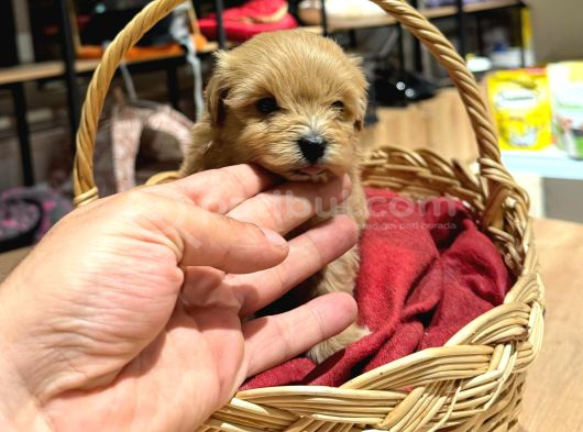 Tatlı Maltipoo Bebekler