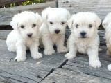 Maltese Pamuk Bebekler