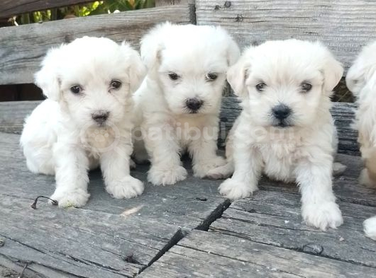 Maltese Pamuk Bebekler görsel