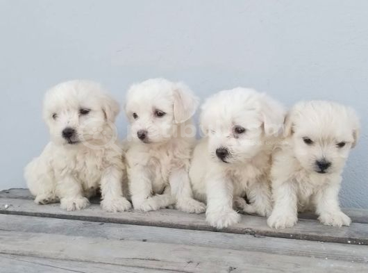 Maltese Pamuk Bebekler görsel