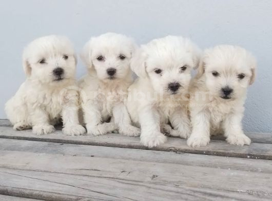 Maltese Pamuk Bebekler